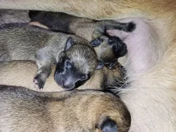 Belgický ovčák malinois - štěňata k rezervaci