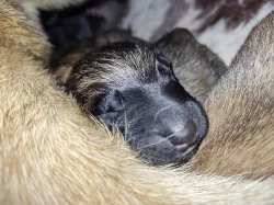 Belgický ovčák malinois - štěňata k rezervaci