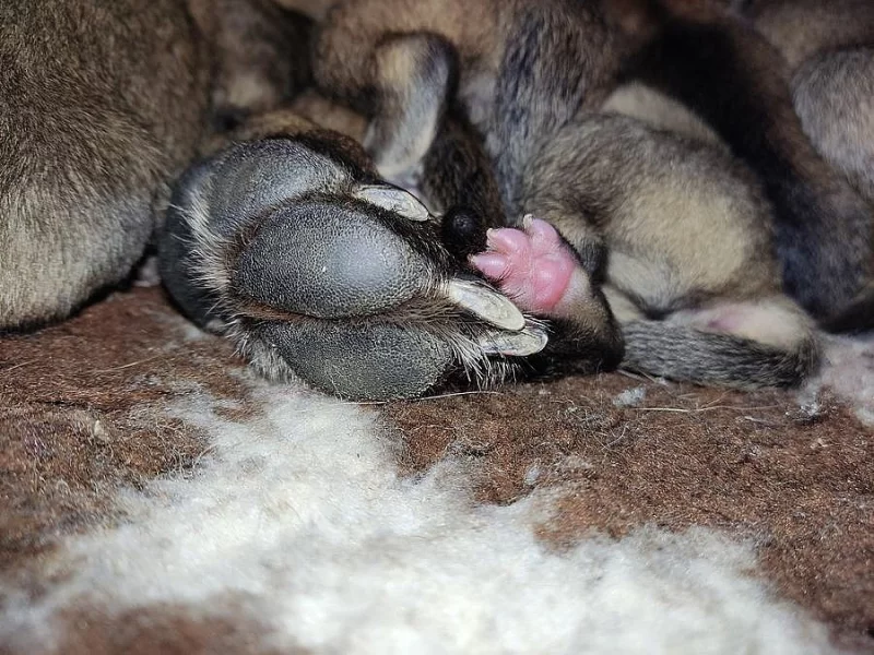 Belgický ovčák malinois - štěňata k rezervaci