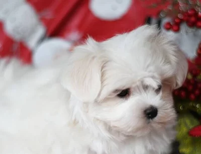 Rozkošná maltézská štěňata  adopci