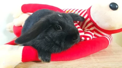 Zakrslý beránek