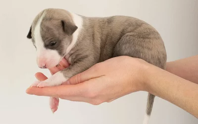 Whippet - štěňata