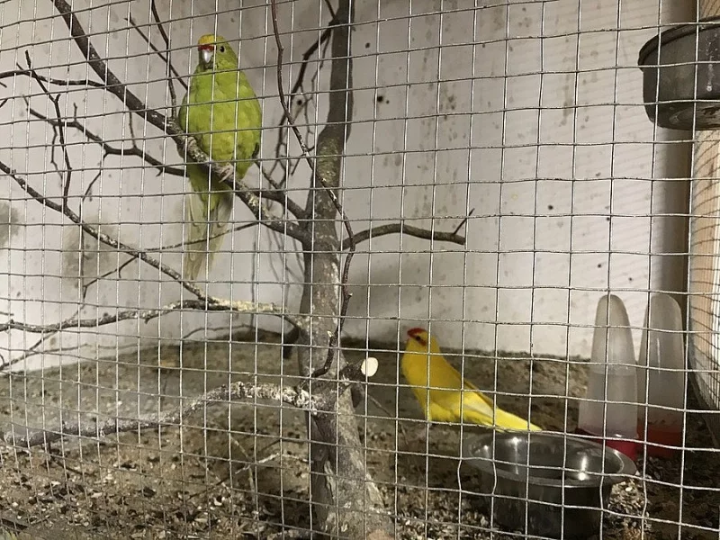 kakariky