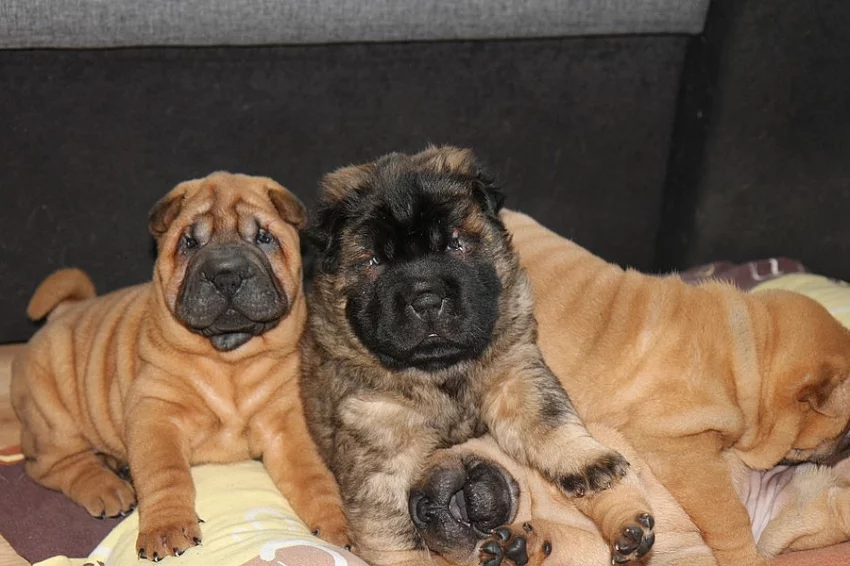 Štěňata plemene Shar-Pei (šarpej) s PP