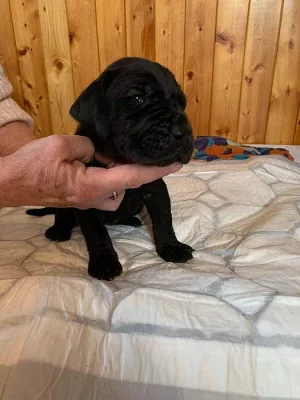 Nemecka doga bez pp