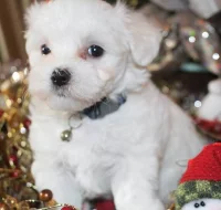 Maltézský psík s PP za odvoz