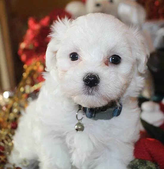 Maltézský psík s PP za odvoz