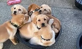 štěňata labradorského retrívra