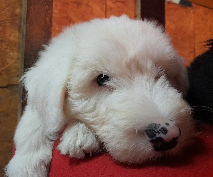 Bobtail štěně pejsek