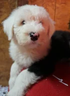 Bobtail štěně pejsek