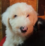 Bobtail štěně pejsek