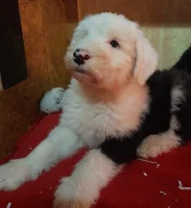 Bobtail štěně pejsek