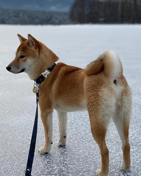 Shiba Inu s PP ke krytí