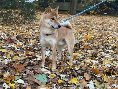 Shiba Inu s PP ke krytí