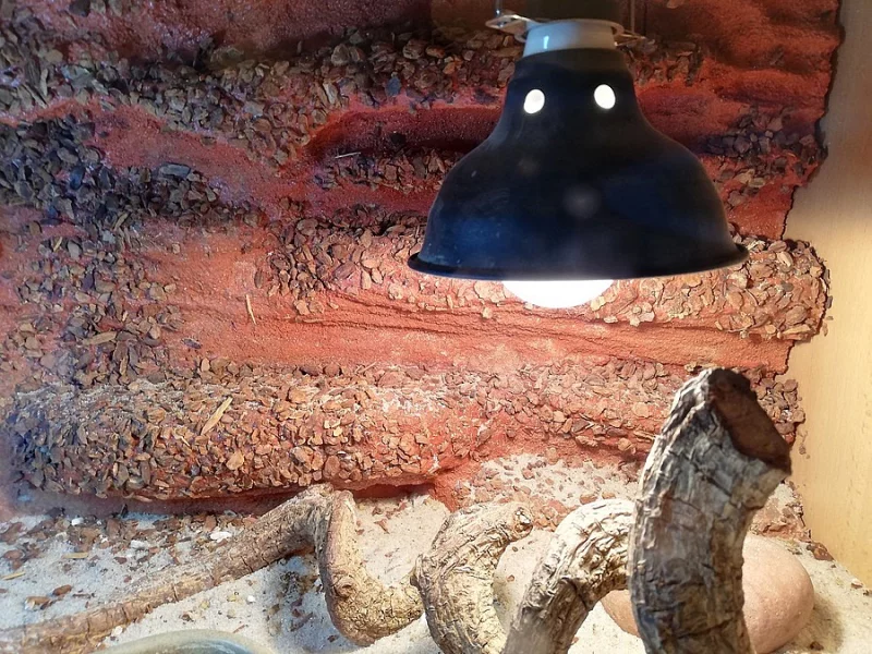 Agama vousat8, terárium