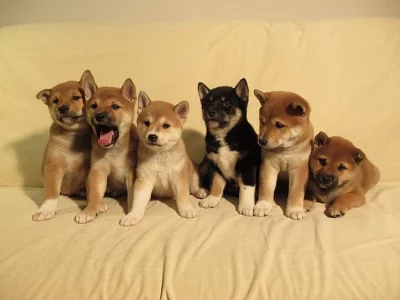 Prodám štěňatka Shiba Inu
