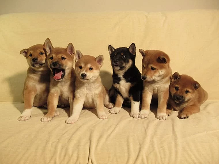 Prodám štěňatka Shiba Inu