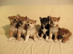 Prodám štěňatka Shiba Inu