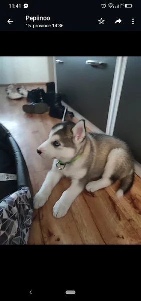 Husky