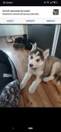 Husky