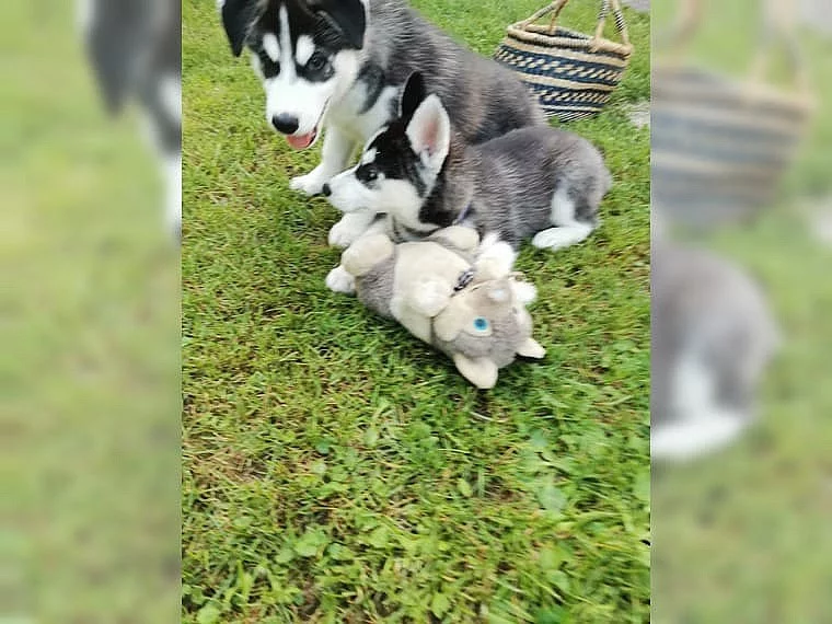 Sibiřský husky štěňátka