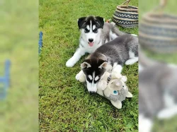 Sibiřský husky štěňátka