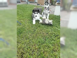 Sibiřský husky štěňátka