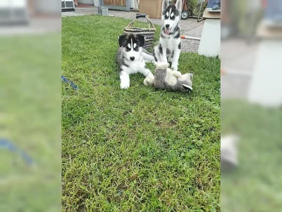 Sibiřský husky štěňátka
