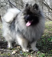 Německý špic vlčí / keeshond prodám štěňata s PP