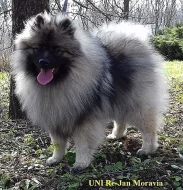 Německý špic vlčí / keeshond prodám štěňata s PP