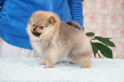 Pomeranian s PP - pejsek a fena
