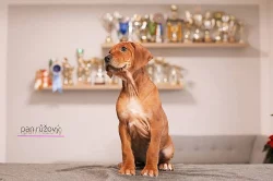 Rhod. ridgeback - štěňátka s PP - ihned k odběru