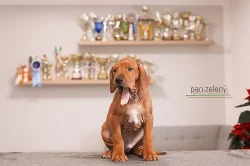 Rhod. ridgeback - štěňátka s PP - ihned k odběru