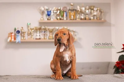 Rhod. ridgeback - štěňátka s PP - ihned k odběru