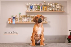 Rhod. ridgeback - štěňátka s PP - ihned k odběru