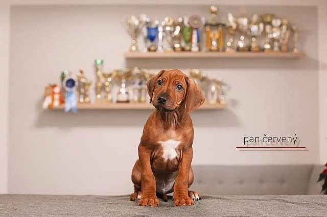 Rhod. ridgeback - štěňátka s PP - ihned k odběru