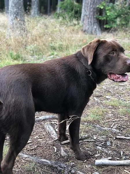 Labrador štěňata