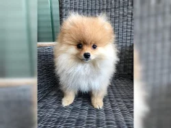 Prodej čistokrevných štěňat pomeraniana v Liberci.