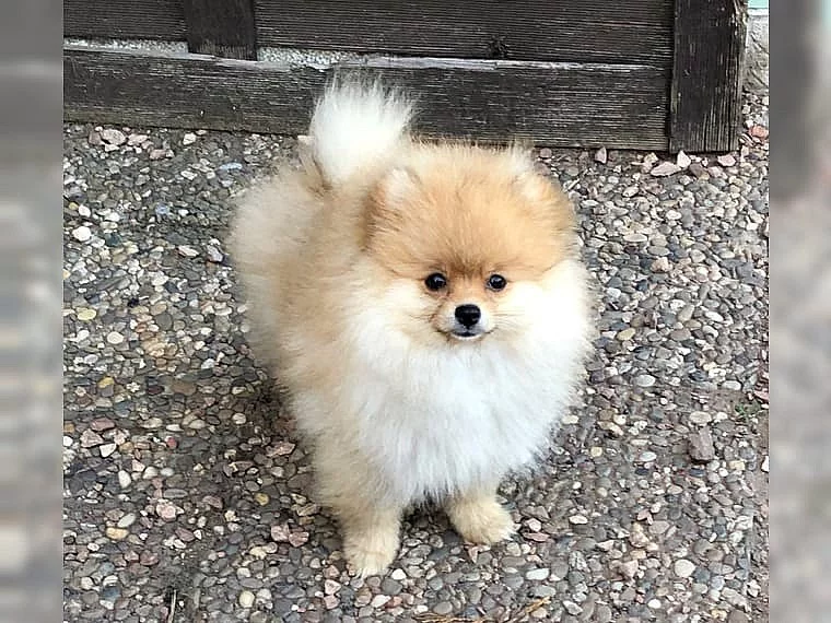 Prodej čistokrevných štěňat pomeraniana v Liberci.