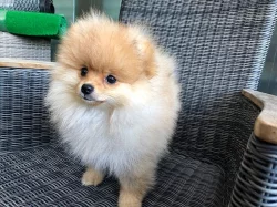 Prodej čistokrevných štěňat pomeraniana v Liberci.
