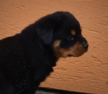 Prodám štěňátka Rottweilerů s PP