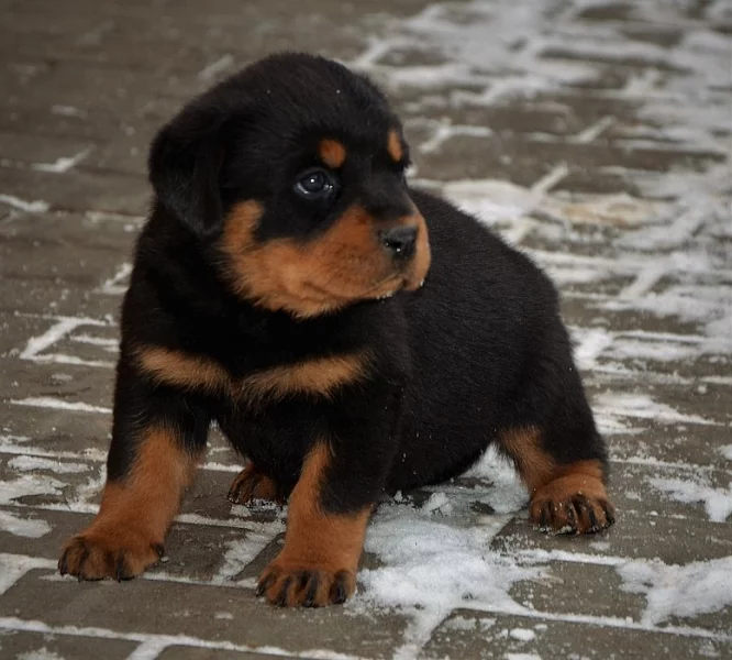 Prodám štěňátka Rottweilerů s PP