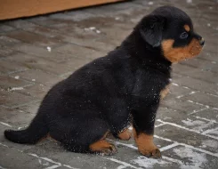 Prodám štěňátka Rottweilerů s PP