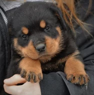 Prodám štěňátka Rottweilerů s PP