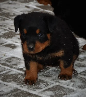 Prodám štěňátka Rottweilerů s PP