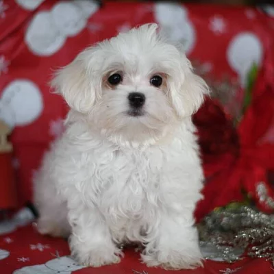Okouzlující čajová štěňátka maltézáčků k bezplatné adopci do