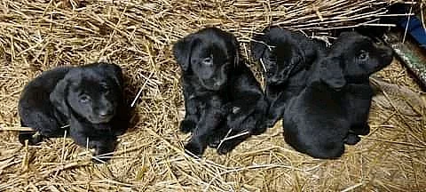 Nabízím štěňátka křížence labradora