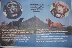 Labradorský retriever