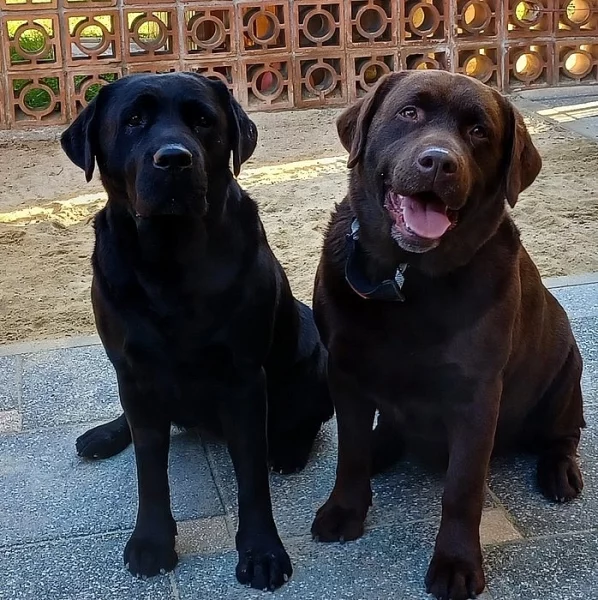 Labradorský retriever
