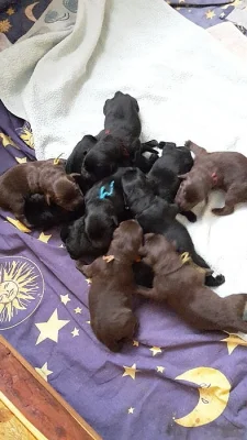 Labradorský retriever